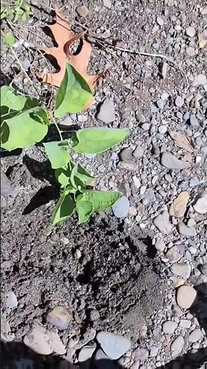 Surprising River Finds Metal Detecting