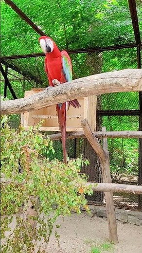 Scarlet Macaw Facts 🦜 | Lifespan, Habitat & Price Explained | Birds2Fly Nature