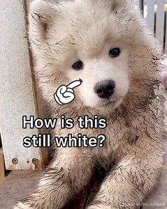 268K views · 10K reactions | Things about Samoyeds that don’t make any sense and are just plain weird. Do you agree?  | Poppet and the Wolf Pack | Facebook