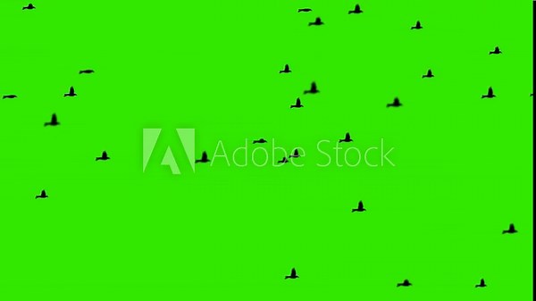 Chroma key birds flying, visual effects element, Silhouettes birds flying,Flock of Birds Flying on Green Screen for Chroma Key and Visual Effects,Green screen birds, flock of flying creatures, VFX ass