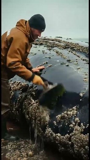 Whale Rescue Removing Barnacles & Releasing Whale Back to Ocean