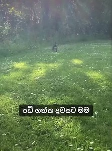 127K views · 1.3K reactions |  | True | Facebook