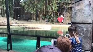 22K views · 100 reactions | A zookeeper at the Australia Zoo got a little help from the resident tigers when he proposed to his girlfriend  | ABC Adelaide | Facebook