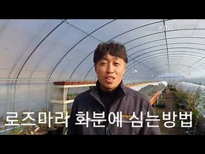 로즈마리 분갈이 화분에 옮겨심는 방법