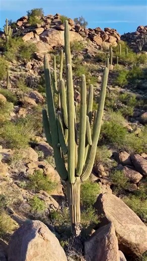Arizona keeps delivering views that hit different. 🏜️ Tucson's desert landscapes from above never...
