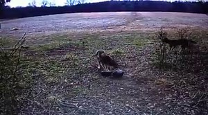 18K views · 141 reactions | Pass or Shoot? DLC Covert Scouting Cameras | The Outdoor Option | Facebook