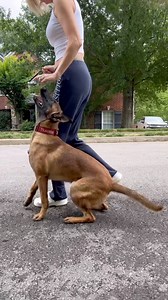 Join IGP champion Dave Kroyer and myself for a 30 day LIVE virtual course on Competitive Heeling 101 🤳🏼 LIVE! (Join from anywhere in any device)🗓️ Starts October 1st✍🏽 Sign up at MaligatorMom.com 📋 You can read a full course syllabus and see the call schedule by visiting the website and clicking on “course syllabus”.💻 2 LIVE lectures each week in our virtual classroom 🎥 Weekly video tutorials and challenges 🎙️Weekly LIVE Q&A🗣️Direct coaching and mentorship all month! | MaligatorMom