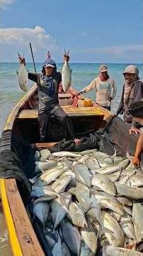 Jackpot, Catching Lots of Giant Trevally Fish #fishing #fishingnet #fish
