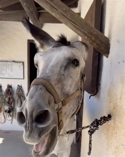 Sad donkey was chained and starving… now he’s FREE 😱 #donkeyrescue #animalrescue #cuddlebuddies | Cuddle Buddies