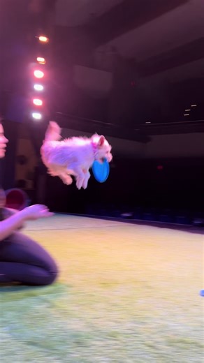 Coraline the rescue #chiweenie practicing frisbee before the show! #rescuedog #stuntdog #animalactor #doglover