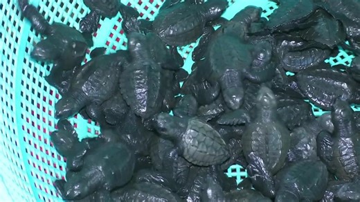 (Video) Liberan más de mil tortuguillos en jornada nacional de conservación en Nicaragua