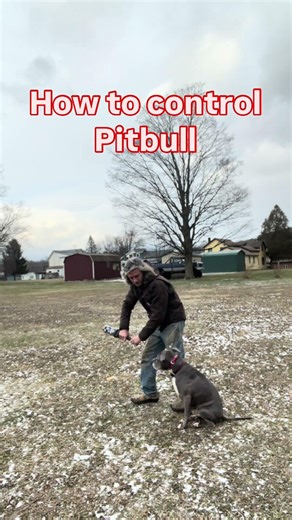 How to control pitbull #dogtraining #pitbull #dogs