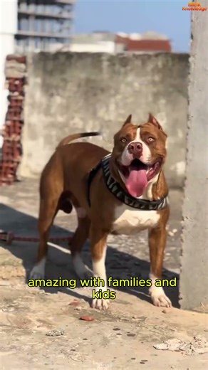 Why Pit Bulls Are Amazing Family Dogs 🐶❤️
