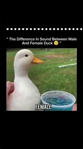 Duck sounds