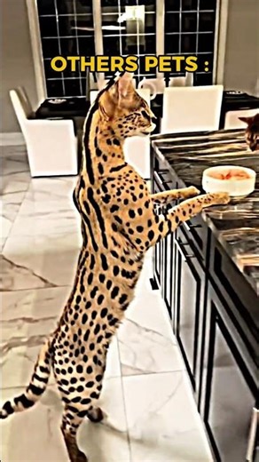 Other Pets vs. The Last Guy #shorts #pets #uniquepets