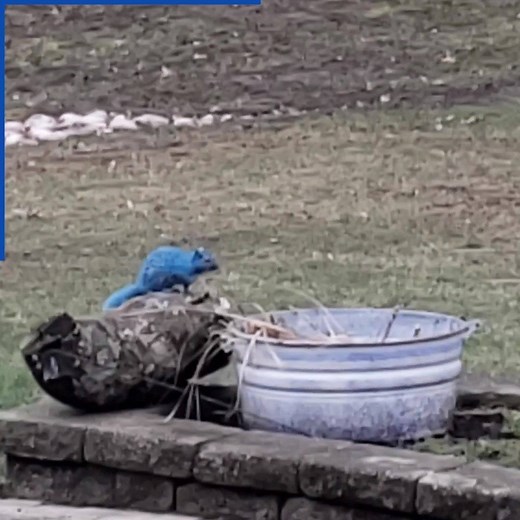 This BLUE squirrel is nuts! 🐿️ 💙via ViralHog | Daily Mail Video
