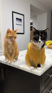 19K views · 702 reactions | Is this the beginning of a love story or is Linus about to get slapped?! The DRAMA! 藍 #lovestory #fearless #princessEllie #erastouroutfit #overgrownkumquat #rareinsults #badgerdot #swifties | Ellie | Facebook