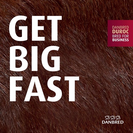 Say goodbye to average results and hello to extraordinary success with DanBred Duroc 😍 Boost your business with superior feed efficiency, faster-growing pigs, higher lean meat percentage, and robust piglets. So, do you want to maximise your profit? DanBred Duroc is the secret to do just that: bit.ly/3ZqrYqG #DanBredDuroc #GetBigFast #pigproduction | DanBred