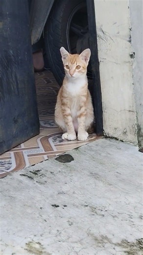 #kucinglucu #kitten #pecintakucing #anakkucing #kucing