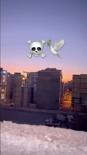 سگ شدن خروس لاری در مشهد🐶🐥 #birds #شورت #کبوتر_بلندپرواز