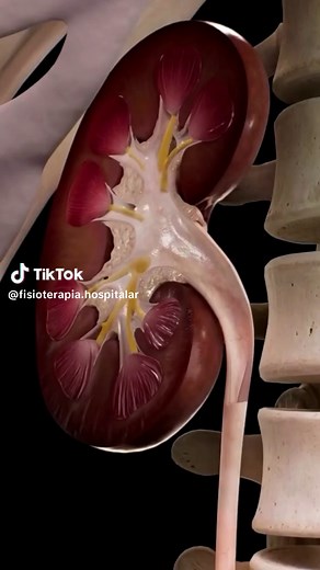 Sistema Urinário: Funções, Órgãos e Importância na Fisiologia