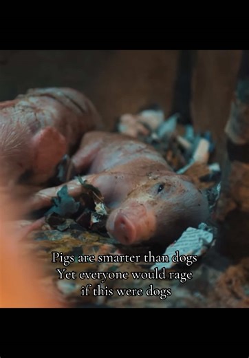 Pigs: The Underestimated Intelligent Animals