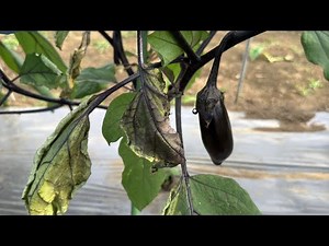 [Eggplant cultivation] The eggplant leaves have withered! Tips to prevent bacterial wilt 25/6/6