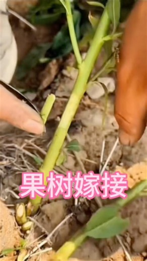 果树嫁接技术#嫁接#果树#花园