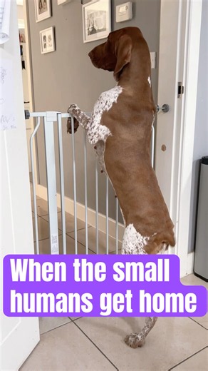 Life with a Bracco Italiano | Family dog
