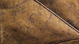 Leaf of Common aspen tree. Complex texture with veins and cells. Macro shot. Stock Video