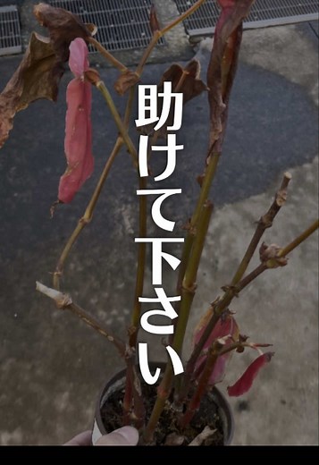 ”すぐ枯れる・育て方は？”そんな方へ観葉植物を元気に育てる方法を発信してます🌱 「もう一度、スポットライトを」 今回はホームセンターの見切り品コーナーの棚底で、光を失っていた