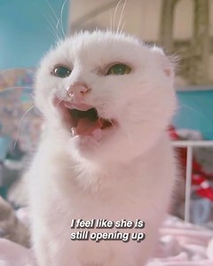 37K views · 3K reactions | No one wanted this poorly stray, but she found her forever home in the most unexpected way 殺 We interviewed chmurka_z_deszczem for this exclusive video produced by cats.com | Cats.com | Facebook