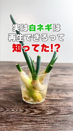 白ネギ再生栽培方法と育て方 | ネギ栽培のリボベジ方法
