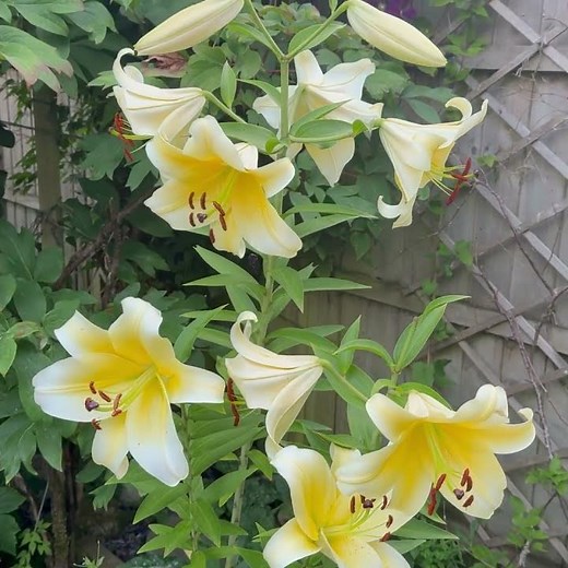 Stunning and Beautiful Lily at it's Best