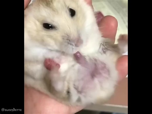 Exploring MLBB Characters and Customization Options