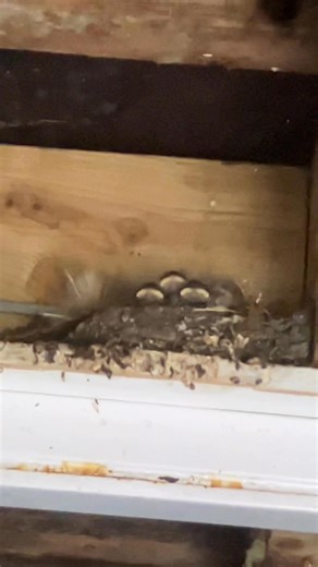 11K views · 584 reactions | We thought the swallows had all left but then this happened! And now we have two lone parents scouring the sky for insects to feed this hungry brood. Glorious! | Gwydir Castle | Facebook