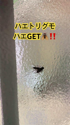 もう逃げられない…ハエトリグモの捕食後のリアル