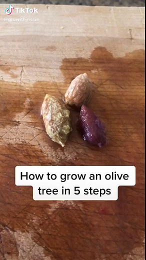 How to Grow an Olive Tree in 5 Easy Steps