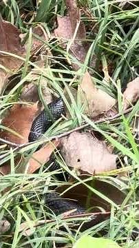 What Does a Black Racer Snake Do? #BlackRacer #Snake