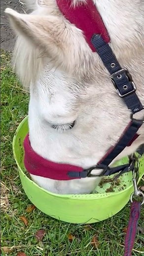Rosie enjoying her dinner #horse