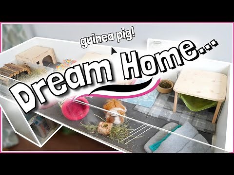 This Dream Guinea Pig Home is more than just a “Cage”