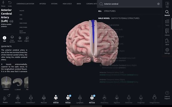Anatomy of cerebral hemisheres ( 3D ) part 1
