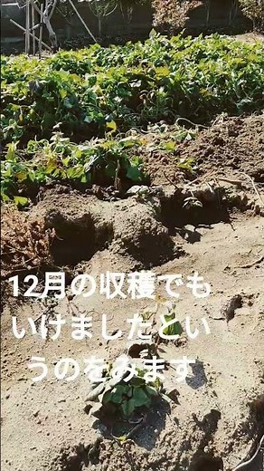 薩摩芋の収穫時期 r7/11/4