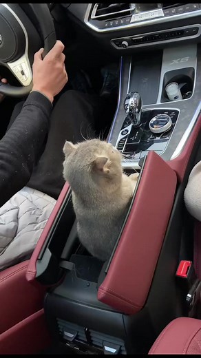 Gạt cần này tốn pate quá | Ông Ngoại Review