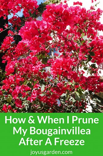 How and When I Prune My Bougainvillea After A Freeze