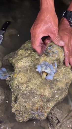 Sea Cucumber Facts: What’s Inside This Unique Creature?