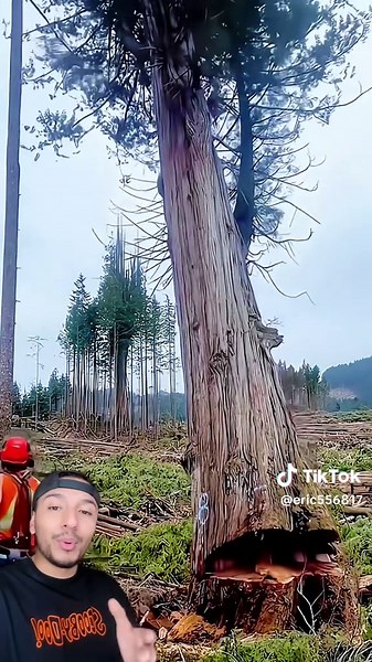 Arbol gigante #fy #osmarus #fyp | árbol imperium