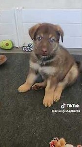 AZ King Shepherds #bestfamilydogs #puppy #kingshepherds #puppylove #cute