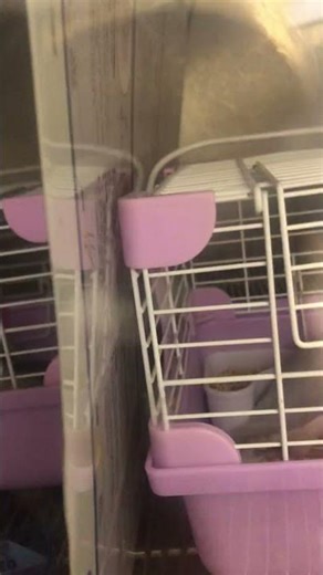 ⑤Meeting and talking with Toko-chan, a silver Java sparrow