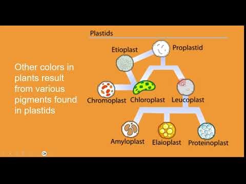 Bio 1 Module 12B Plant Processes